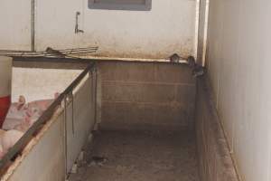 Rats in weaner shed - Australian pig farming - Captured at Wonga Piggery, Young NSW Australia.