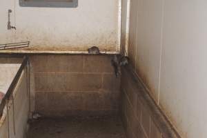 Rats in weaner shed - Australian pig farming - Captured at Wonga Piggery, Young NSW Australia.