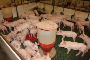 Weaner pens - Australian pig farming - Captured at Wonga Piggery, Young NSW Australia.