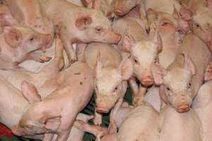 Weaner pigs - Australian pig farming - Captured at Wonga Piggery, Young NSW Australia.