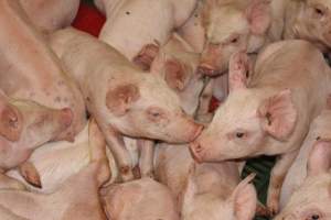 Weaner pigs - Australian pig farming - Captured at Wonga Piggery, Young NSW Australia.