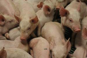 Weaner pigs - Australian pig farming - Captured at Wonga Piggery, Young NSW Australia.