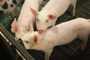 Weaner pigs - Australian pig farming - Captured at Wonga Piggery, Young NSW Australia.