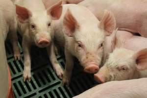 Weaner pigs - Australian pig farming - Captured at Wonga Piggery, Young NSW Australia.