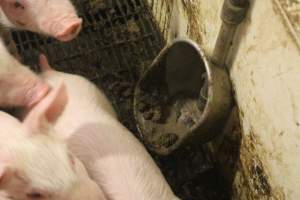 Water tray full of excrement - Weaner pen - Captured at Wonga Piggery, Young NSW Australia.