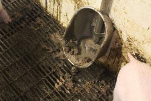 Water tray full of excrement - Weaner pen - Captured at Wonga Piggery, Young NSW Australia.