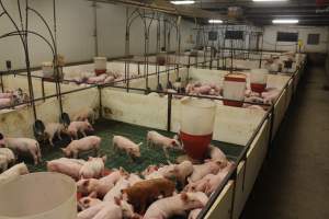 Weaner pens - Australian pig farming - Captured at Wonga Piggery, Young NSW Australia.