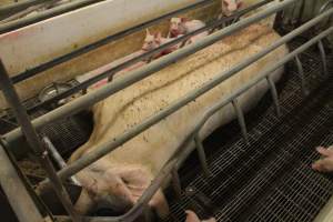 Sow covered in flies - Australian pig farming - Captured at Wonga Piggery, Young NSW Australia.