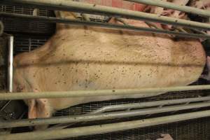 Sow covered in flies - Australian pig farming - Captured at Wonga Piggery, Young NSW Australia.