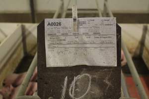 Farrowing crates at Wonga Piggery NSW - Australian pig farming - Captured at Wonga Piggery, Young NSW Australia.