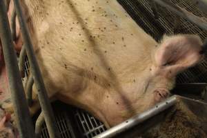 Farrowing crates at Wonga Piggery NSW - Australian pig farming - Captured at Wonga Piggery, Young NSW Australia.