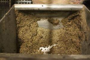 Feed tray - Australian pig farming - Captured at Wonga Piggery, Young NSW Australia.