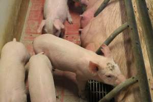 Farrowing crates at Wonga Piggery NSW - Australian pig farming - Captured at Wonga Piggery, Young NSW Australia.