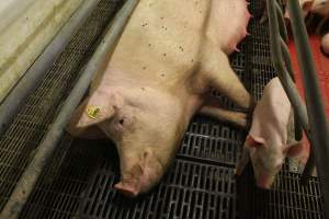 Farrowing crates at Wonga Piggery NSW - Australian pig farming - Captured at Wonga Piggery, Young NSW Australia.