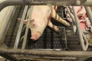 Farrowing crates at Wonga Piggery NSW - Australian pig farming - Captured at Wonga Piggery, Young NSW Australia.