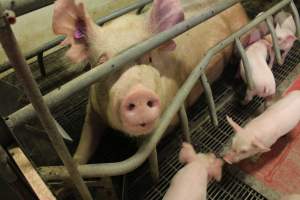 Farrowing crates at Wonga Piggery NSW - Australian pig farming - Captured at Wonga Piggery, Young NSW Australia.