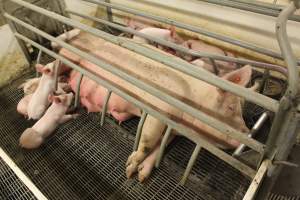 Farrowing crates at Wonga Piggery NSW - Australian pig farming - Captured at Wonga Piggery, Young NSW Australia.