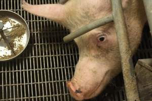 Farrowing crates at Wonga Piggery NSW - Australian pig farming - Captured at Wonga Piggery, Young NSW Australia.