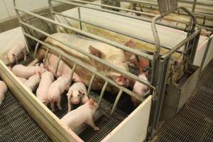 Farrowing crates at Wonga Piggery NSW - Australian pig farming - Captured at Wonga Piggery, Young NSW Australia.