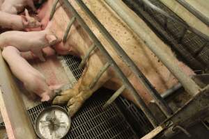 Farrowing crates at Wonga Piggery NSW - Australian pig farming - Captured at Wonga Piggery, Young NSW Australia.