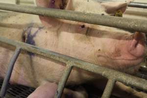 Farrowing crates at Wonga Piggery NSW - Australian pig farming - Captured at Wonga Piggery, Young NSW Australia.