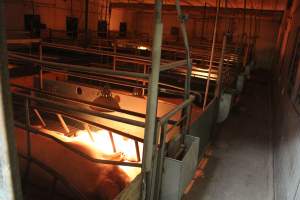 Farrowing crates at Wonga Piggery NSW - Australian pig farming - Captured at Wonga Piggery, Young NSW Australia.