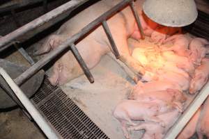 Farrowing crates at Wonga Piggery NSW - Australian pig farming - Captured at Wonga Piggery, Young NSW Australia.