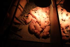 Farrowing crates at Wonga Piggery NSW - Australian pig farming - Captured at Wonga Piggery, Young NSW Australia.