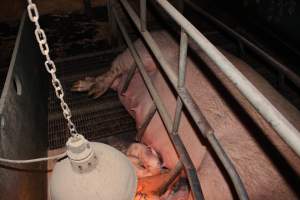 Farrowing crates at Wonga Piggery NSW - Australian pig farming - Captured at Wonga Piggery, Young NSW Australia.