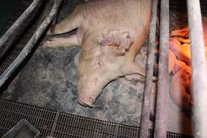 Farrowing crates at Wonga Piggery NSW - Australian pig farming - Captured at Wonga Piggery, Young NSW Australia.