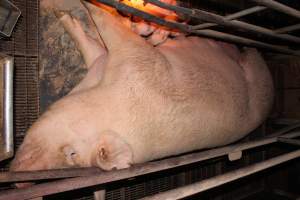 Farrowing crates at Wonga Piggery NSW - Australian pig farming - Captured at Wonga Piggery, Young NSW Australia.