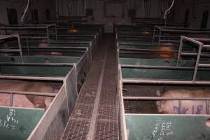 Farrowing crates at Wonga Piggery NSW - Australian pig farming - Captured at Wonga Piggery, Young NSW Australia.