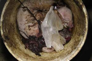 Bucket of dead piglets - Australian pig farming - Captured at Wonga Piggery, Young NSW Australia.