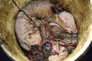 Bucket of dead piglets - Australian pig farming - Captured at Wonga Piggery, Young NSW Australia.