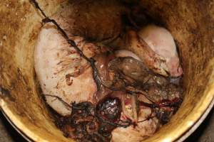 Bucket of dead piglets - Australian pig farming - Captured at Wonga Piggery, Young NSW Australia.