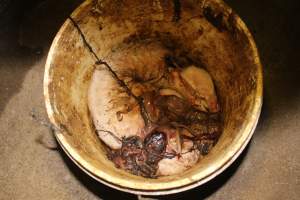 Bucket of dead piglets - Australian pig farming - Captured at Wonga Piggery, Young NSW Australia.