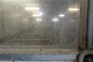 Looking in through window of farrowing room - Australian pig farming - Captured at Wonga Piggery, Young NSW Australia.