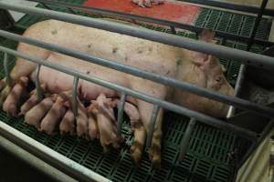 Farrowing crates at Wonga Piggery NSW - Australian pig farming - Captured at Wonga Piggery, Young NSW Australia.