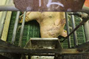 Farrowing crates at Wonga Piggery NSW - Australian pig farming - Captured at Wonga Piggery, Young NSW Australia.