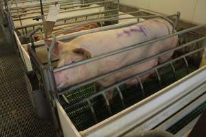 Farrowing crates at Wonga Piggery NSW - Australian pig farming - Captured at Wonga Piggery, Young NSW Australia.