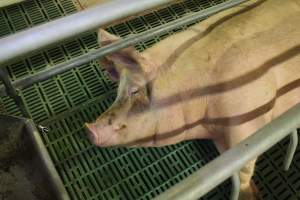 Farrowing crates at Wonga Piggery NSW - Australian pig farming - Captured at Wonga Piggery, Young NSW Australia.