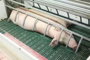 Farrowing crates at Wonga Piggery NSW - Australian pig farming - Captured at Wonga Piggery, Young NSW Australia.