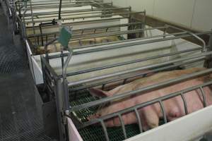 Farrowing crates at Wonga Piggery NSW - Australian pig farming - Captured at Wonga Piggery, Young NSW Australia.