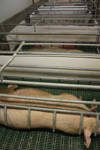 Farrowing crates at Wonga Piggery NSW - Australian pig farming - Captured at Wonga Piggery, Young NSW Australia.