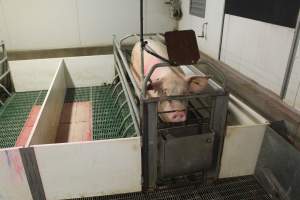 Farrowing crates at Wonga Piggery NSW - Australian pig farming - Captured at Wonga Piggery, Young NSW Australia.