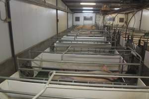 Farrowing crates at Wonga Piggery NSW - Australian pig farming - Captured at Wonga Piggery, Young NSW Australia.