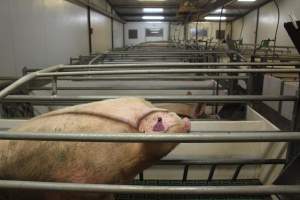 Farrowing crates at Wonga Piggery NSW - Australian pig farming - Captured at Wonga Piggery, Young NSW Australia.