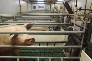 Farrowing crates at Wonga Piggery NSW - Australian pig farming - Captured at Wonga Piggery, Young NSW Australia.