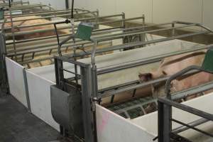 Farrowing crates at Wonga Piggery NSW - Australian pig farming - Captured at Wonga Piggery, Young NSW Australia.