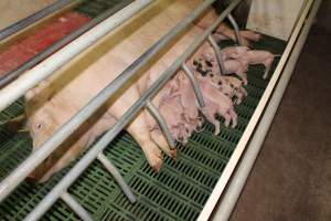 Farrowing crates at Wonga Piggery NSW - Australian pig farming - Captured at Wonga Piggery, Young NSW Australia.